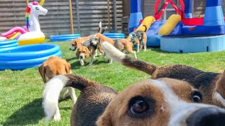 Hilarious Beagle Pool & Ball Pit Parties That Will Make You Smile