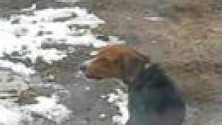 Beagle Howling Barking