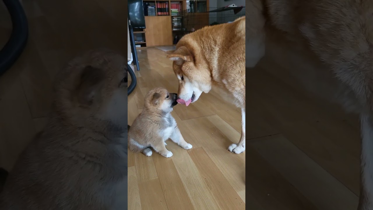 Mała suczka shiba inu