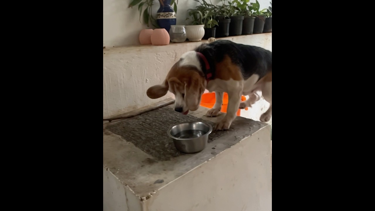 Beagle Puppy Is Thirsty 💦🐶😊 #beagle #dog #puppy #narvent