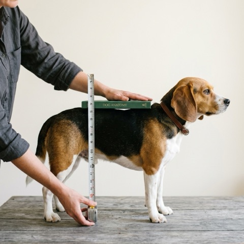 Measuring a beagle's height at the shoulder